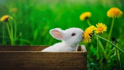 开云kaiyun-融合“足球+科技+文化”多元产业链在行业中不断深化，体教融合足球