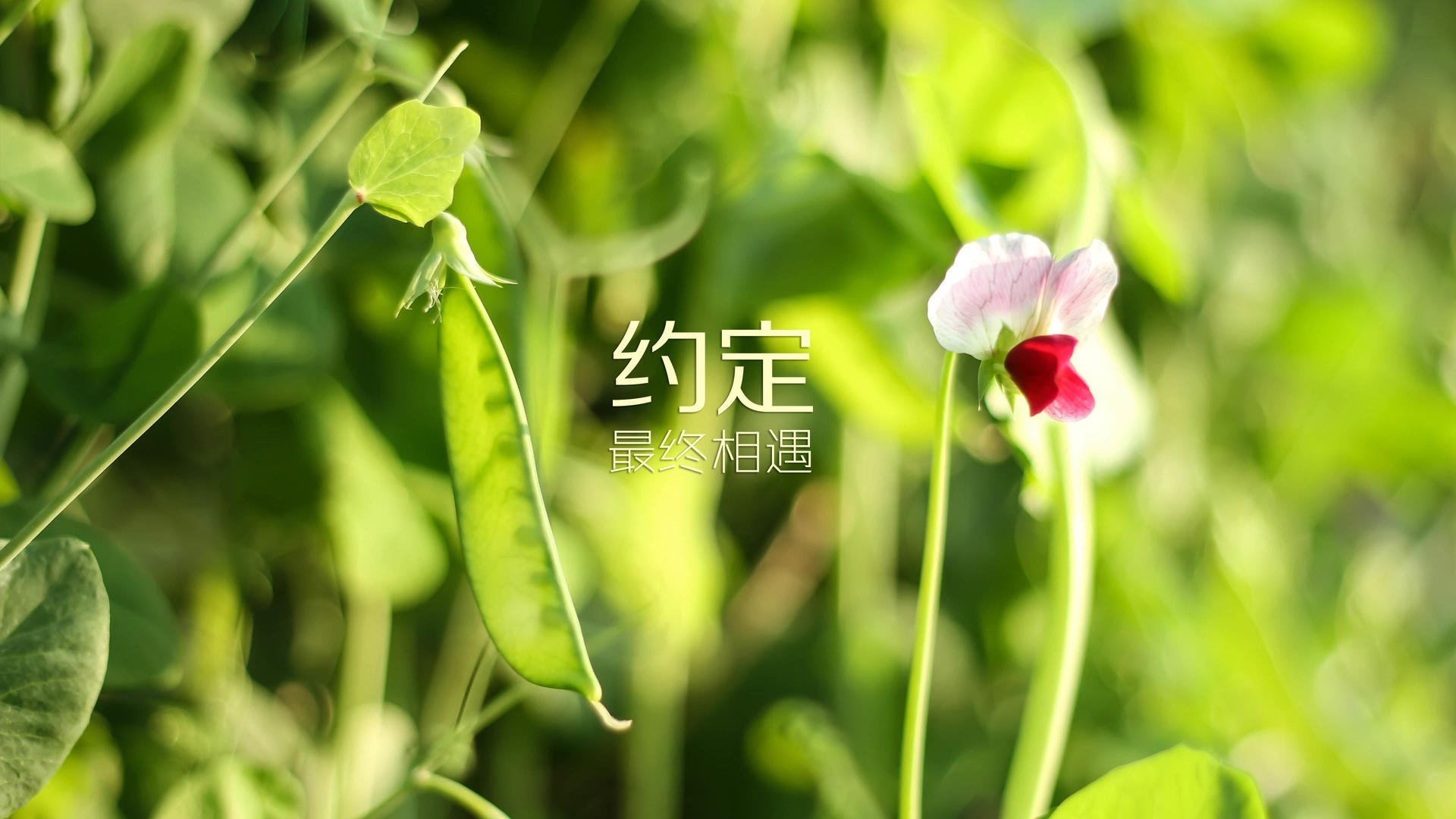 kaiyun登录入口-阿斯顿维拉0-2曼城，遭遇两连败，阿斯顿维拉对曼联阵容
