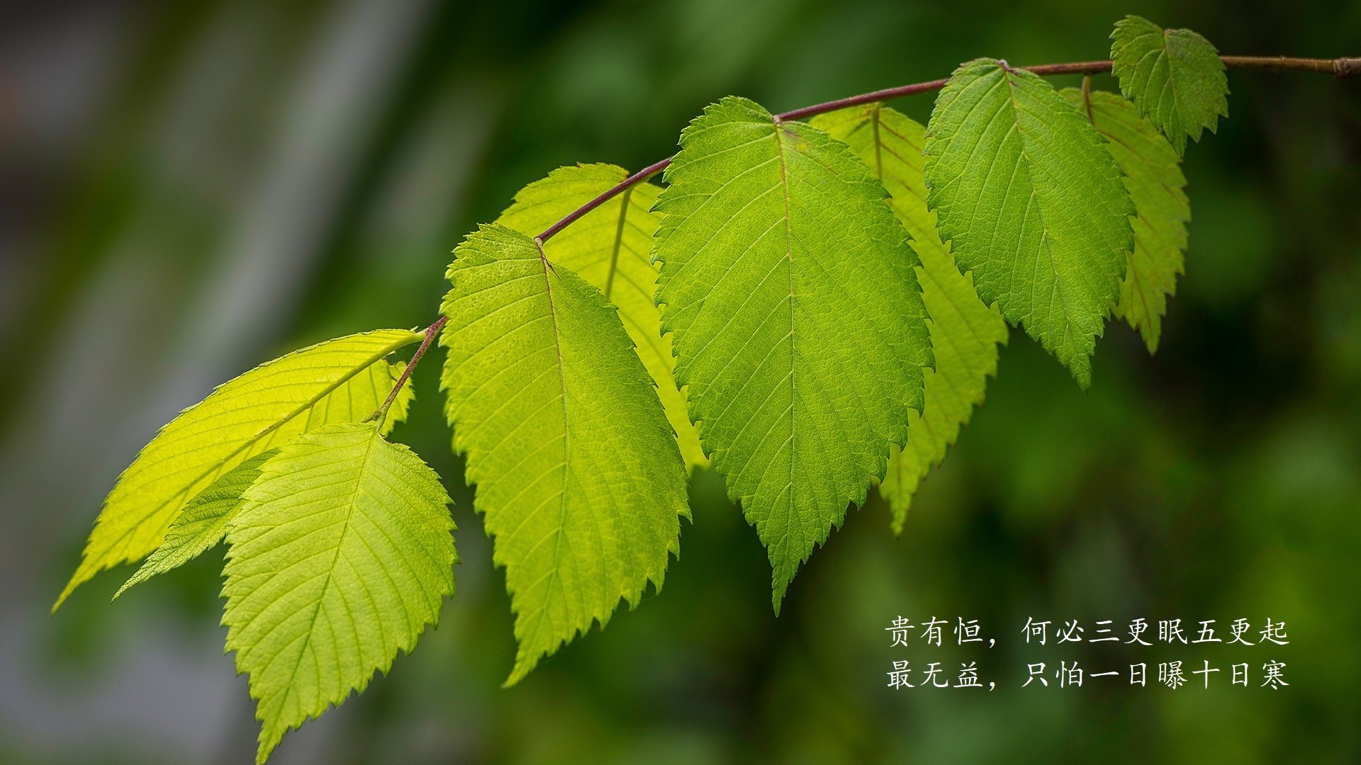 开云官网登录-欧洲杯激情绽放：战术与技术的商务合作领袖，欧洲杯详解